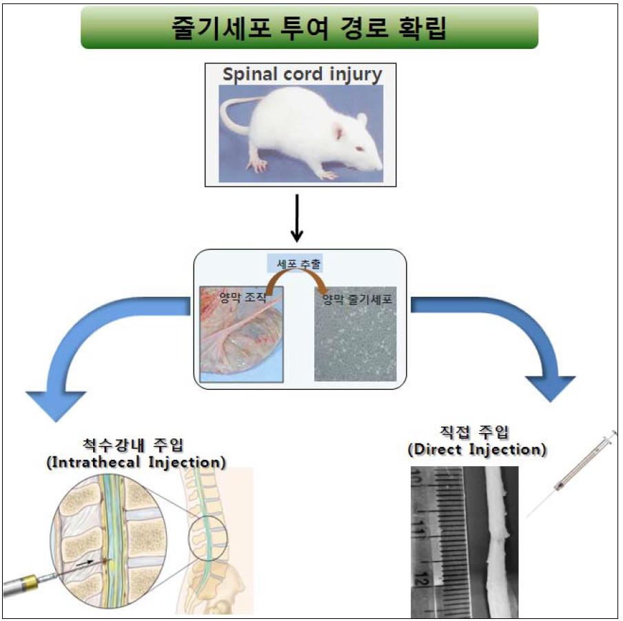 줄기세포 투여 경로 확립을 위한 시험