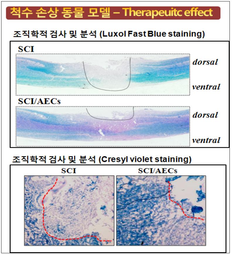 척수 손상 동물 모델에서의 조직∙병리학적 검사