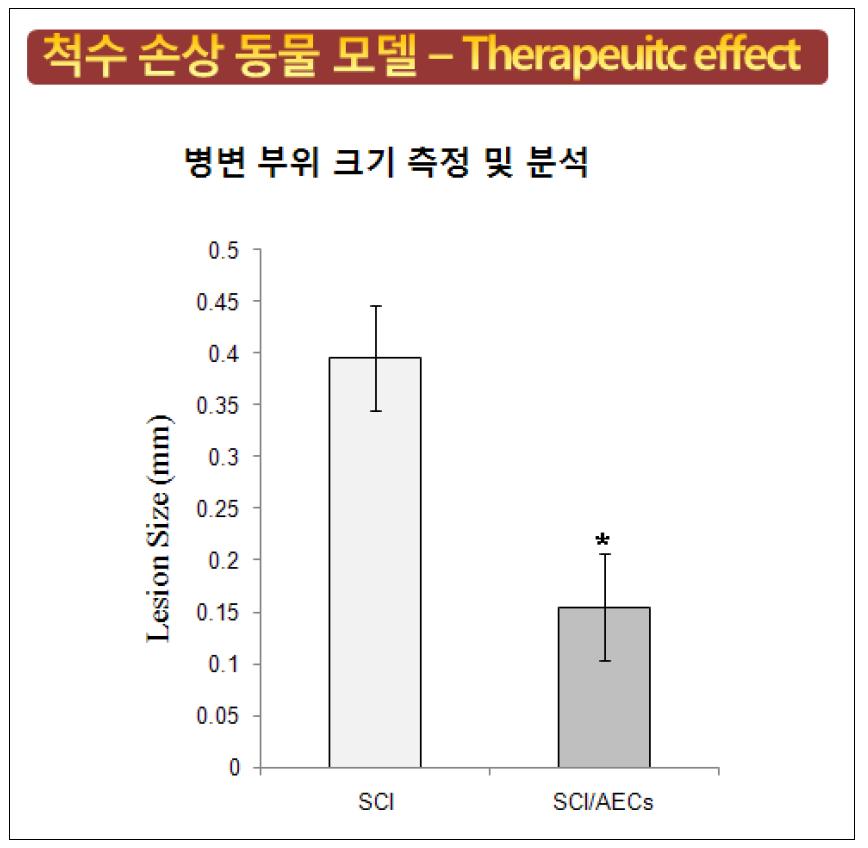 척수 손상 동물 모델에서의 병변 크기의 정량화