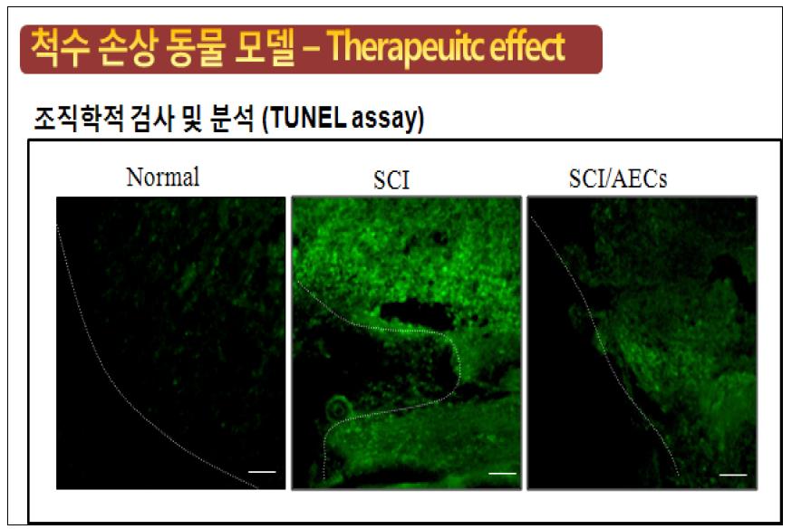 척수 손상 동물 모델에서의 TUNEL assay