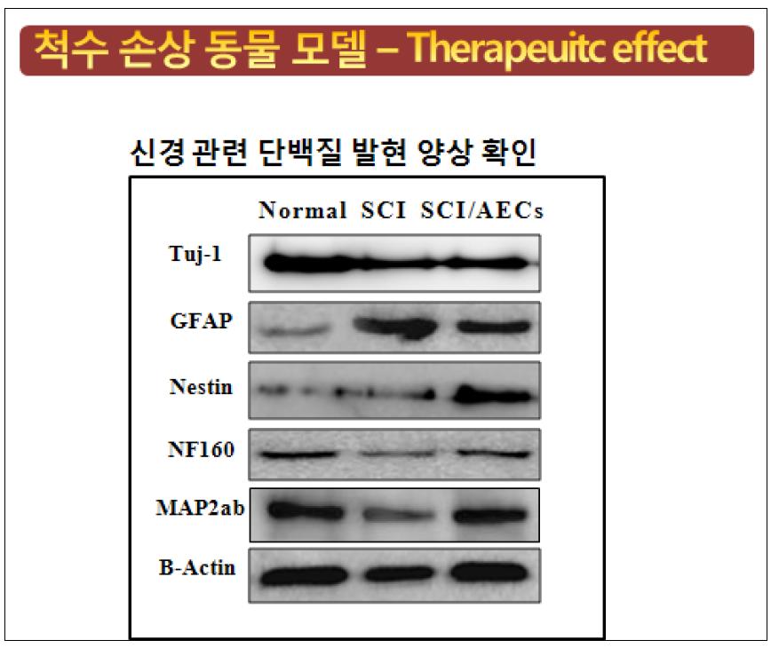 척수 손상 동물 모델 및 세포 투여군의 신경 관련 단백질 발현 양상-western blot assay