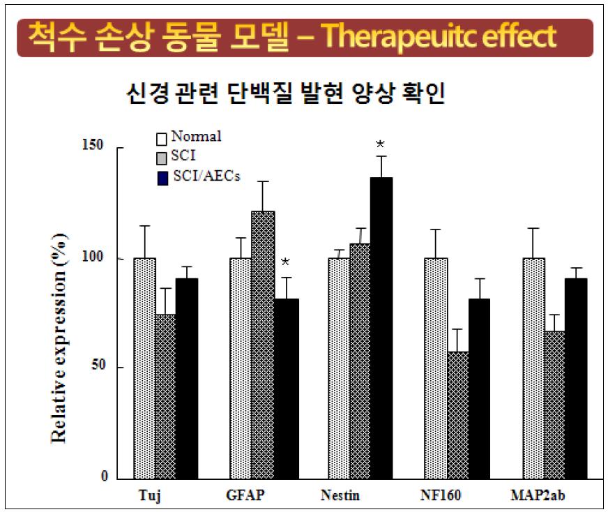 척수 손상 동물 모델 및 세포 투여군의 신경 관련 단백질 발현 양상 정량화