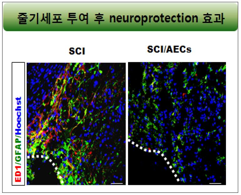 척수 손상 동물 모델 및 세포 투여군의 염증관련 인자 발현-면역염색