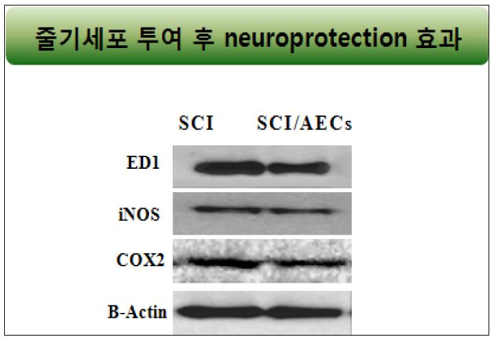 척수 손상 동물 모델 및 세포 투여군의 염증관련 인자 발현-western blot