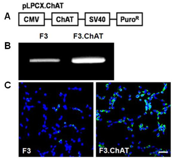 Establishment and ChAT expression of F3.ChAT human neural stem cell line.