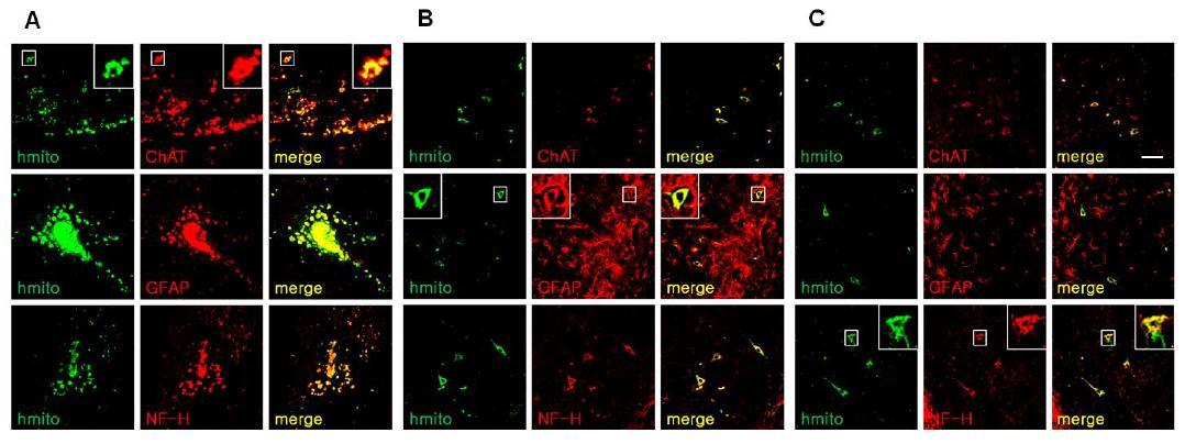 Establishment and ChAT expression of F3.ChAT human neural stem cell line.