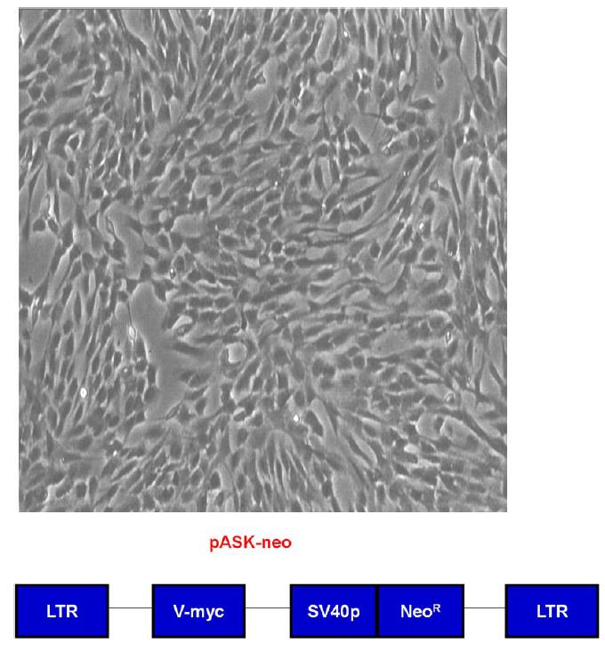 Establishment of immortalized AF2 human amniotic stem cell line by transfecting v-myc via a retroviral vector.