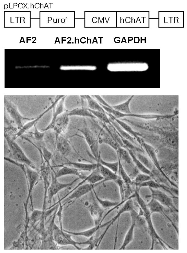 Establishment and ChAT expression of AF2.ChAT human amniotic stem cell line.