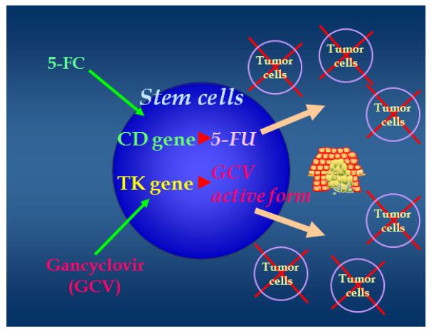 줄기세포의 암세포에서의 이주성 효과(tropic effect) 및 자살유전자에 의한 prodrugs의 활성화 모식도.
