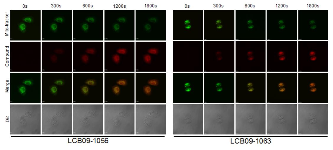 Mitochondrial internalization of hsp90 mitochondriotropics in H-460 cells using confocal laser scanning microscopy