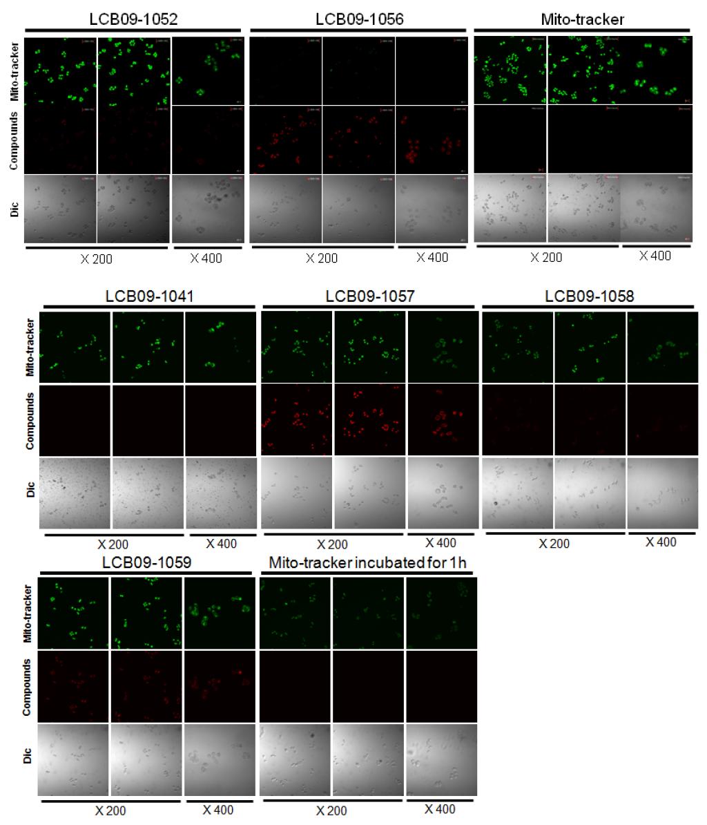 Cell death effect of hsp90 mitochondriotropics using confocal laser scanning microscopy