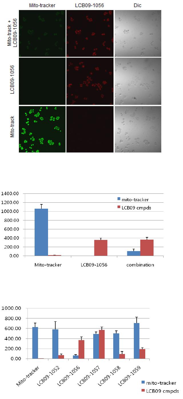 Cell death effect of hsp90 mitochondriotropics using confocal laser scanning microscopy