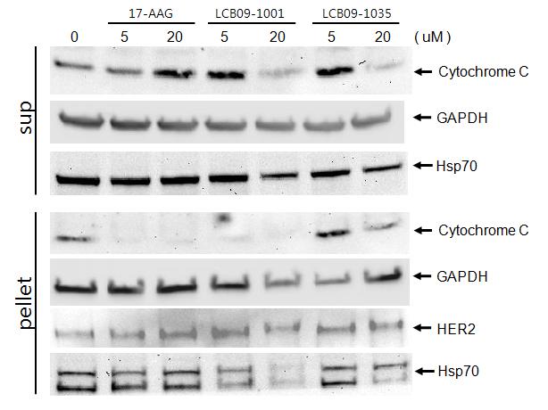 Effect on cytochrome c release by hsp90 inhibitors in H-460 cells