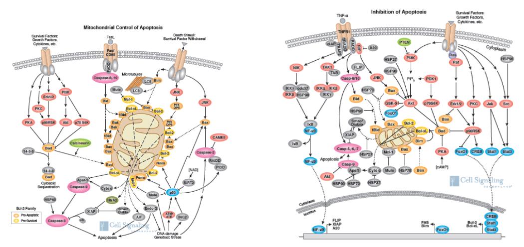 암세포주에서 hsp90 과 관련된 client proteins map