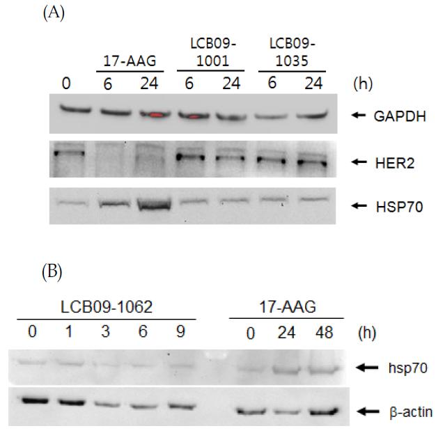Client protein modulations by hsp90 inhibitors in H-460 cells
