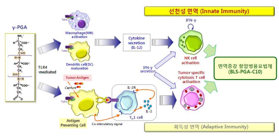 폴리감마글루탐산(γ-PGA) 이용 항암면역요법제 개발.