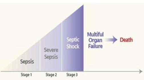 패혈증의 진행 과정
