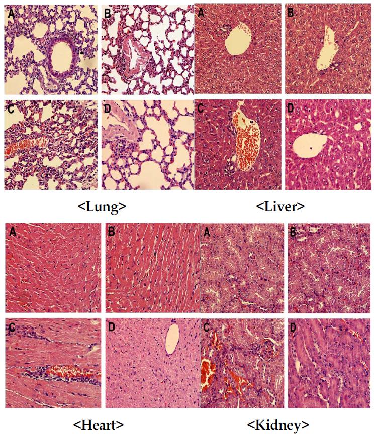 Hematoxylin/eosin-stained lung, liver, heart, and kindey sections from septic animals.