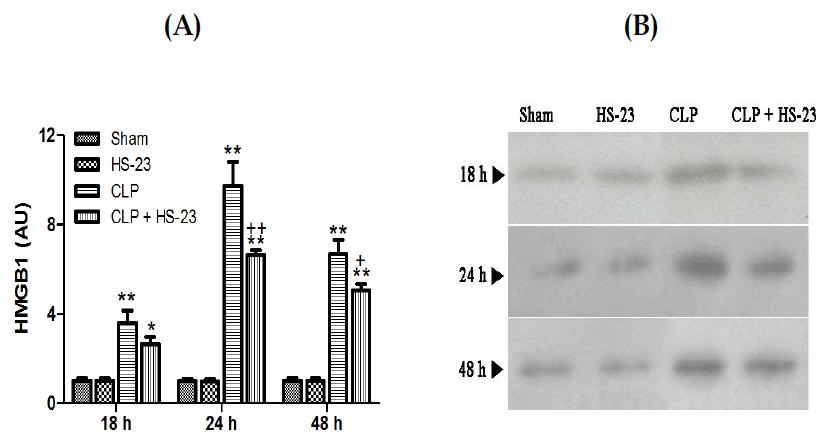 Effect of HS-23 on the serum HMGB1 release at 18, 24, and 48 h after CLP (A).