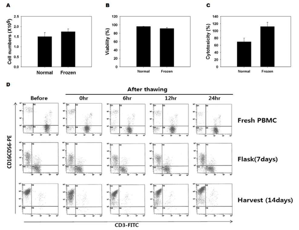 PBMC 동결전과 해동후 배양된 완제품(NKM) 비교
