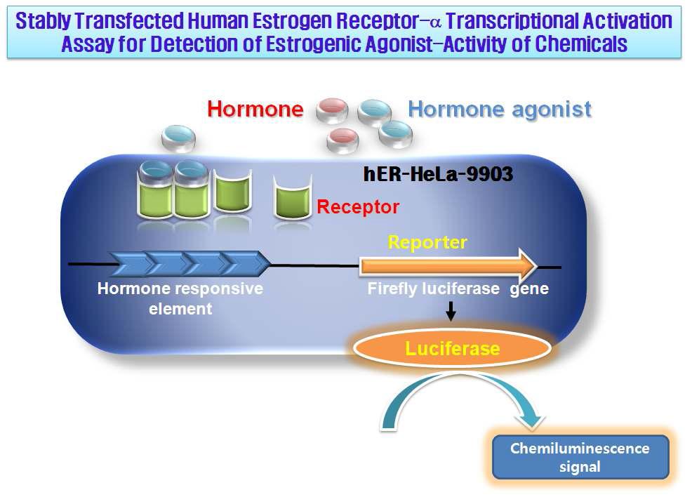 에스트로겐 수용체의 전사활성시험법 원리