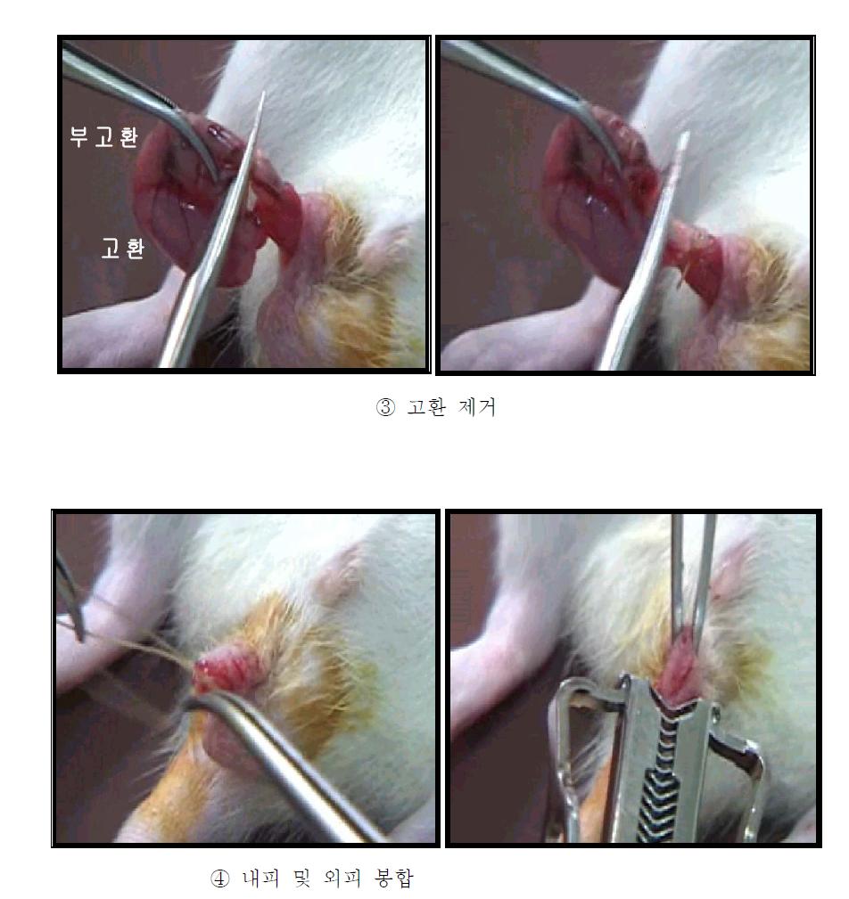 고환절제 수술과정