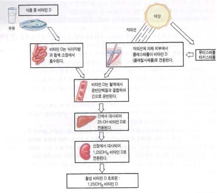 그림 1-3. 비타민 D의 대사