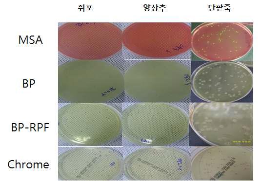 배지별 황색포도상구균의 집락형성 모습