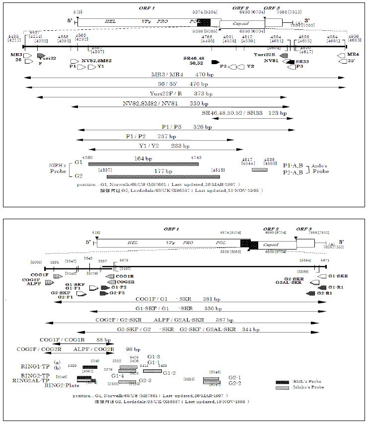 그림15. 일본의 노로바이러스 유전자 증폭부위