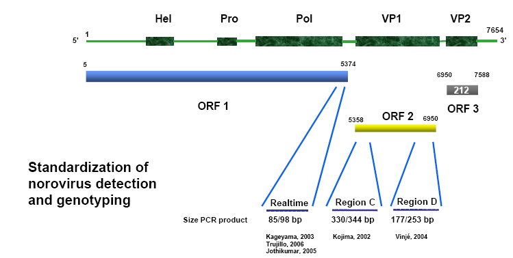 그림16. 미국(CDC)의 노로바이러스 유전자 증폭부위