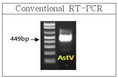 그림46. 아스트로바이러스의 conventional RT-PCR 결과 및 typing 결과