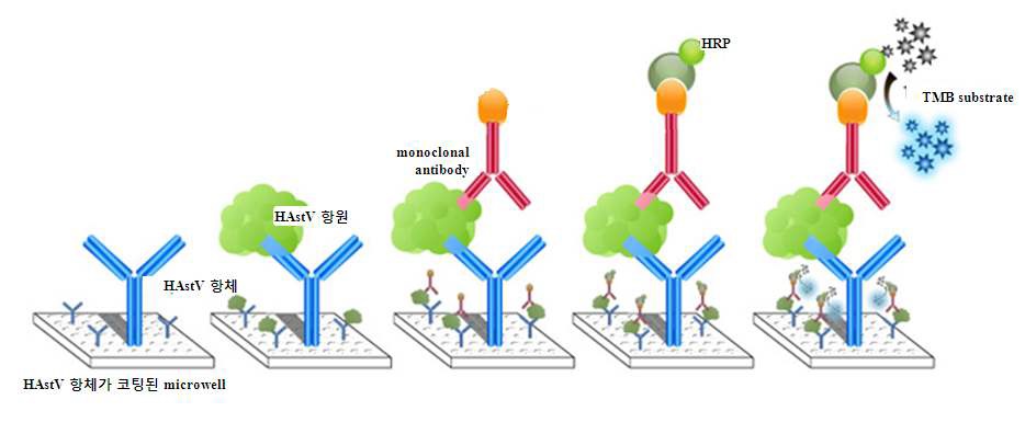 그림49. 아스트로바이러스의 ELISA과정