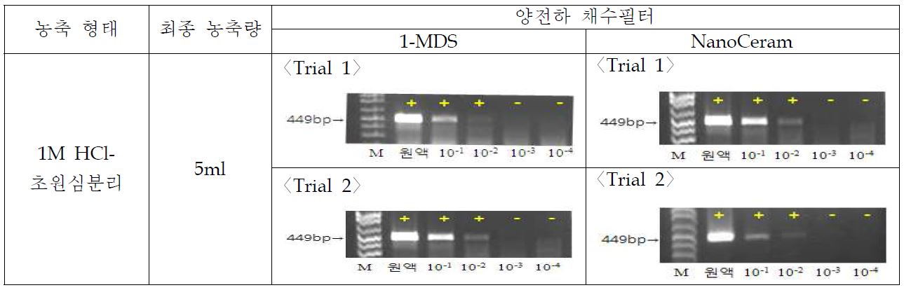 그림51. 채수필터별 1M HCl-초원심분리 농축법의 conventional RT-PCR 결과