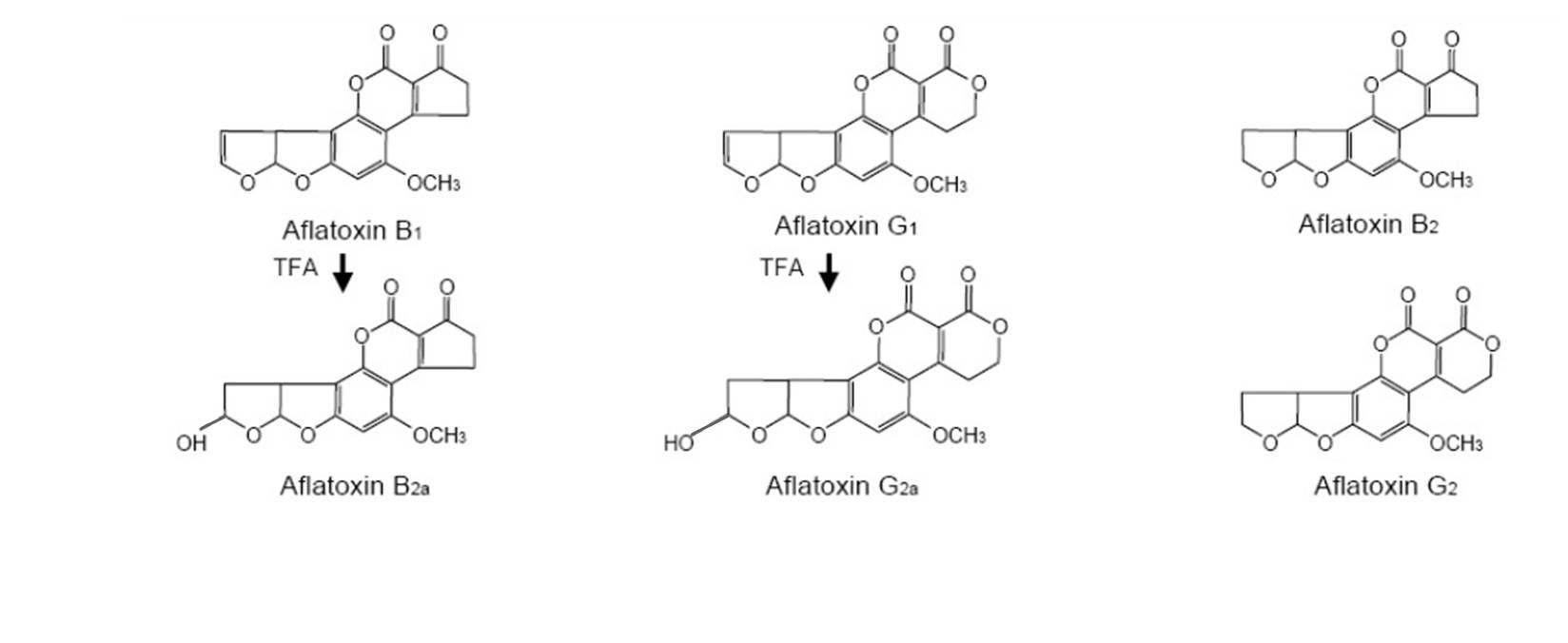 Derivatization of aflatoxin B1 and G1 by trifluoroacetic acid.