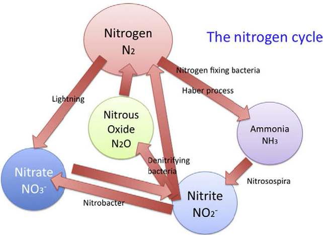 The nitrogen cycle. Nitrate is essential to life.