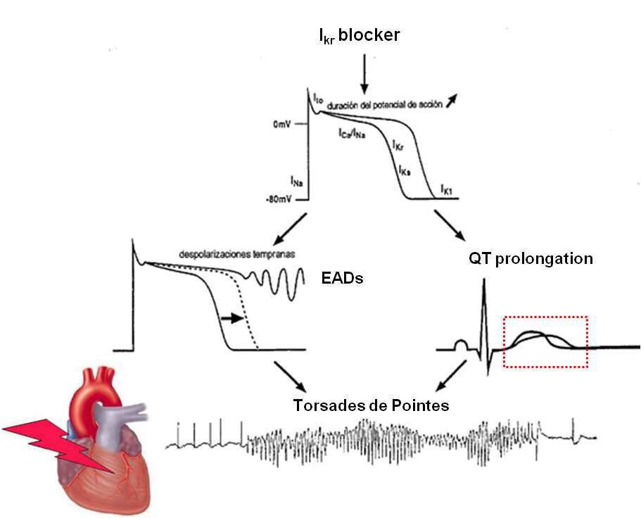 hERG channel과 심장의 활동전위(action potential)와 심장의 심전도(ECG)와의 상관관계