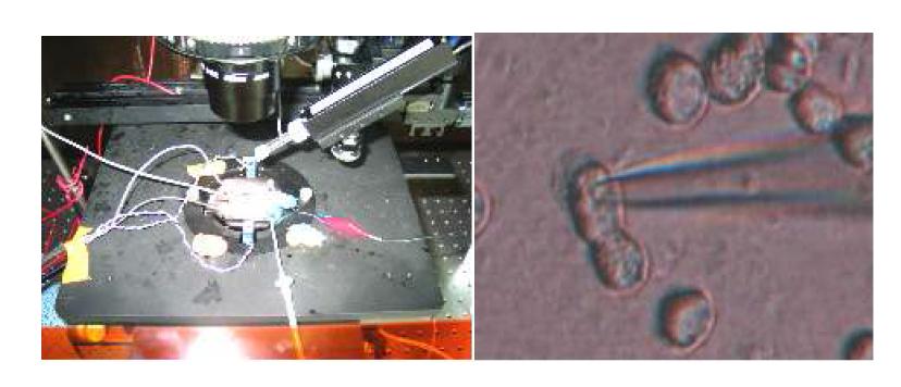 Patch-clamp system의 cell bath 및 세포에 유리전극을 꼽은 상태