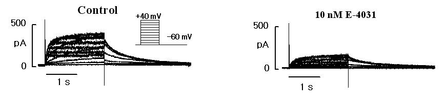 E-4031에 대한 hERG assay의 Validation data