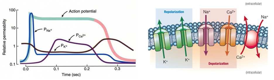 심장 내 이온 채널들과 APD의 상관관계