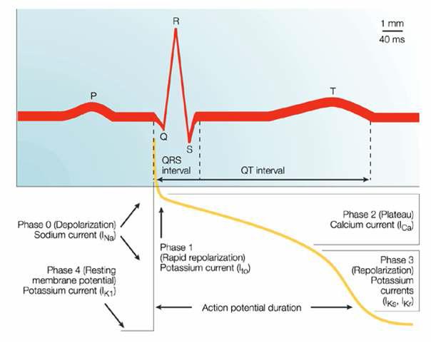 ECG의 QT interval과 Action potential duration(APD)의 상관관계