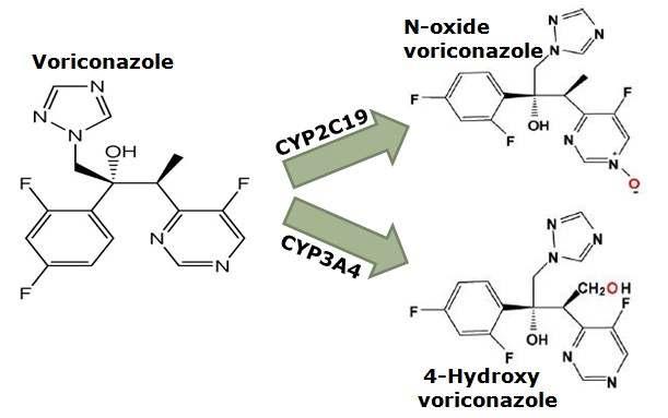 Metabolic pathways of voriconazole