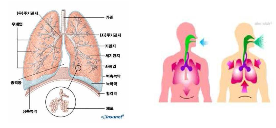 폐의 구조 및 호흡기