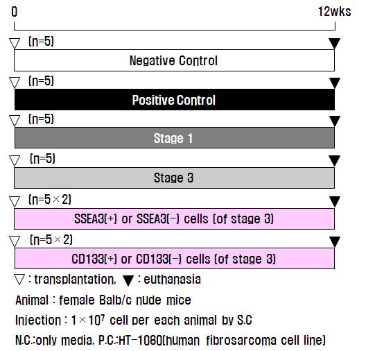 in vivo 종양형성 시험 계획
