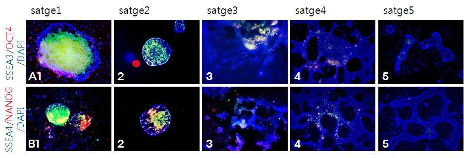 5-step method를 이용한 사람배아줄기세포의 신경세포 분화 중 각 분화단계의 미분화 지표의 발현 평가.