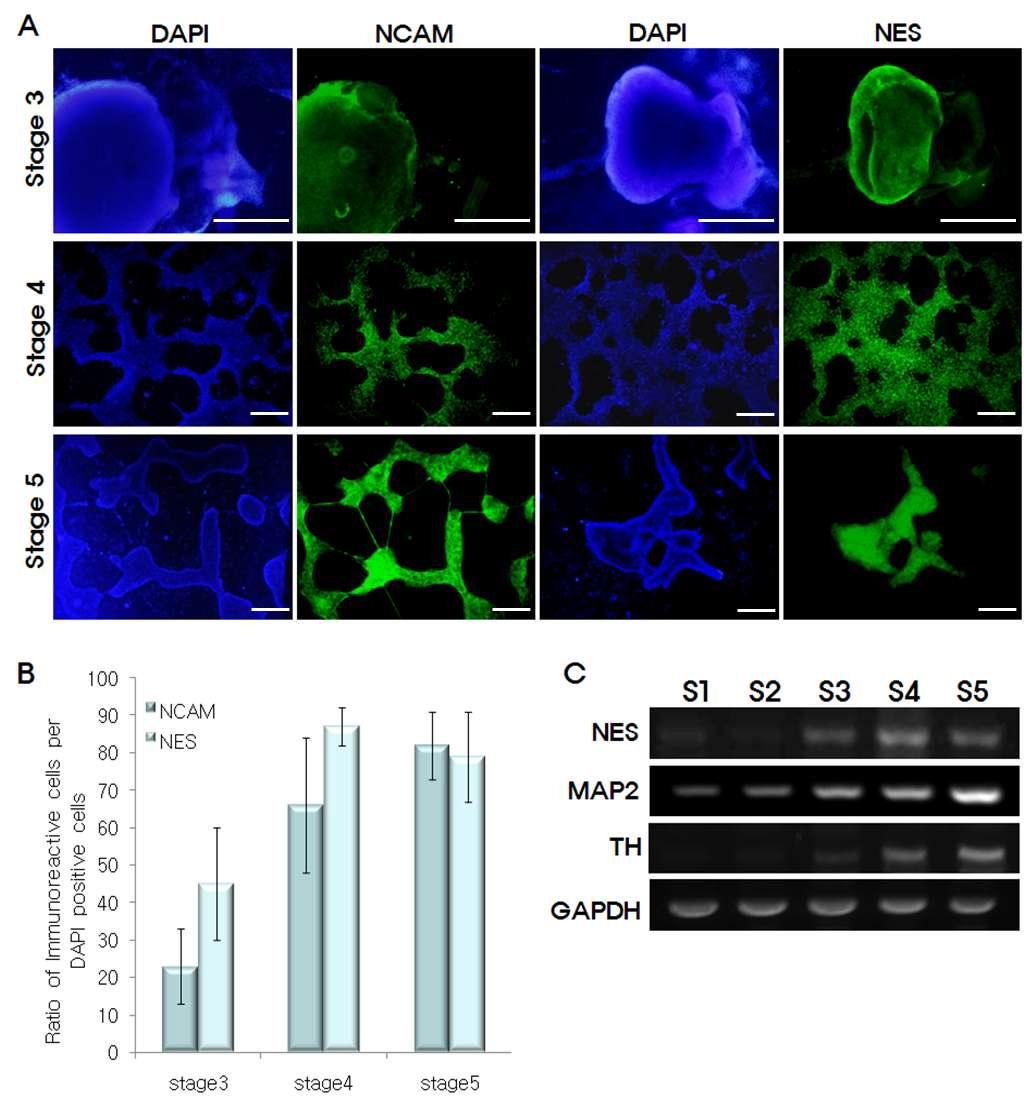 5-step method를 이용한 사람배아줄기세포의 신경세포 분화단계 별 신경세포 관련 지표의 변화 평가.