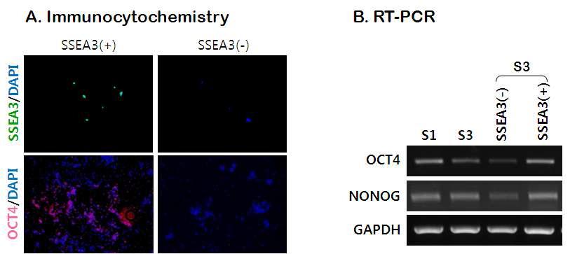 미분화인 SSEA3에 대한 양성 및 음성분획세포에 대한 면역형광염색 및 유전자 발현 분석