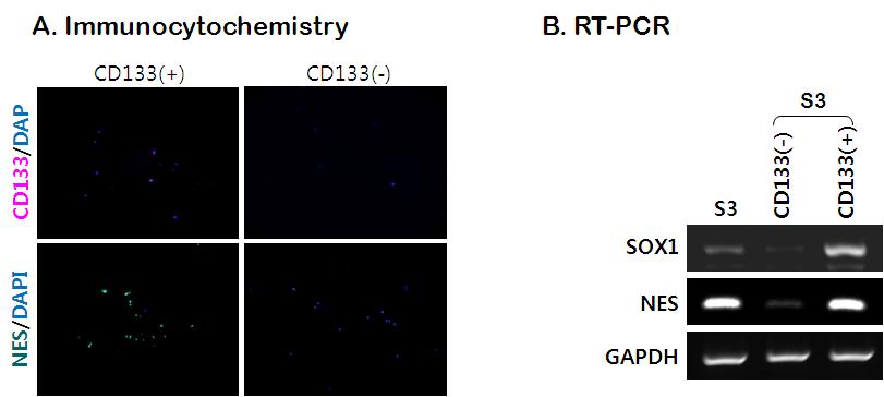 신경전구세포 지표인 CD133에 대한 양성 및 음성분획세포에 대한 면역형광염색 및 유전자 발현 분석