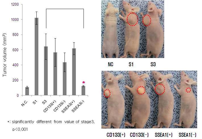 사람배아줄기세포에 대한 in vivo 종양형성능 시험의 발생종양 부피 비교 평가