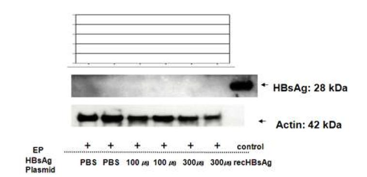 The persistence of expressed protein at day 8 at injected site at monkey(A)