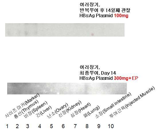 The existence of HBsAg protein in monkey spleen.